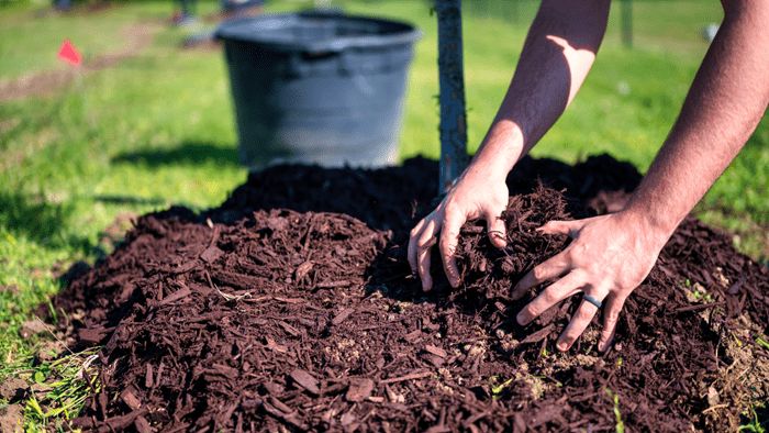 Cedar Mulch