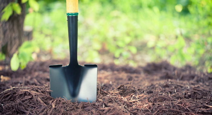 A shovel standing upright in mulched soil with green foliage in the background.