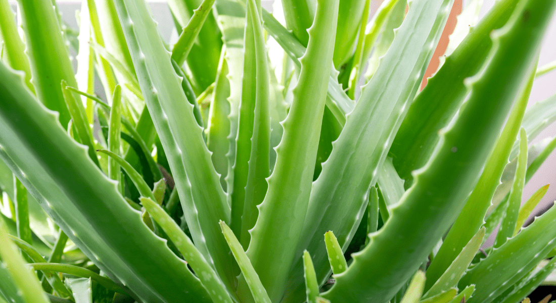 Aloe Plant