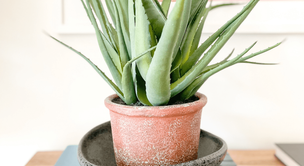 Indoor Aloe Plant