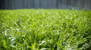 Sunlit lush green grass with dew drops in focus, and a blurred wooden fence in the background.