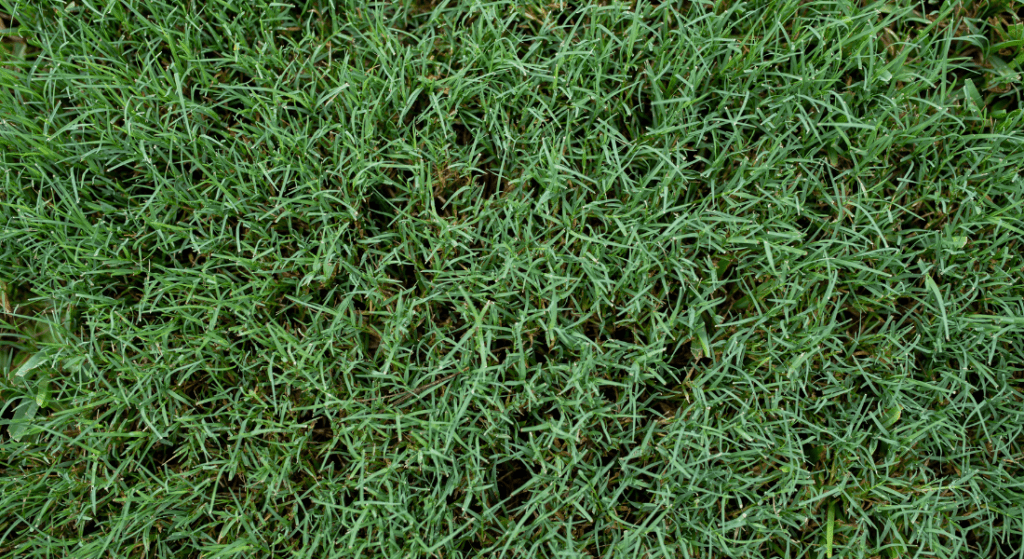 Top view of a dense patch of green grass with dew drops on the blades.