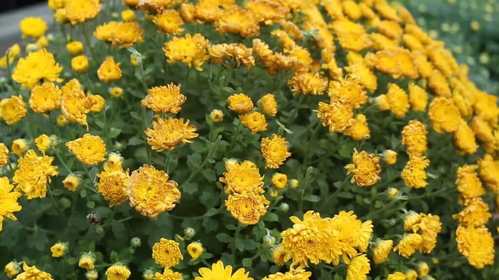 A dense cluster of bright yellow chrysanthemums with lush green leaves, some flowers slightly wilted.