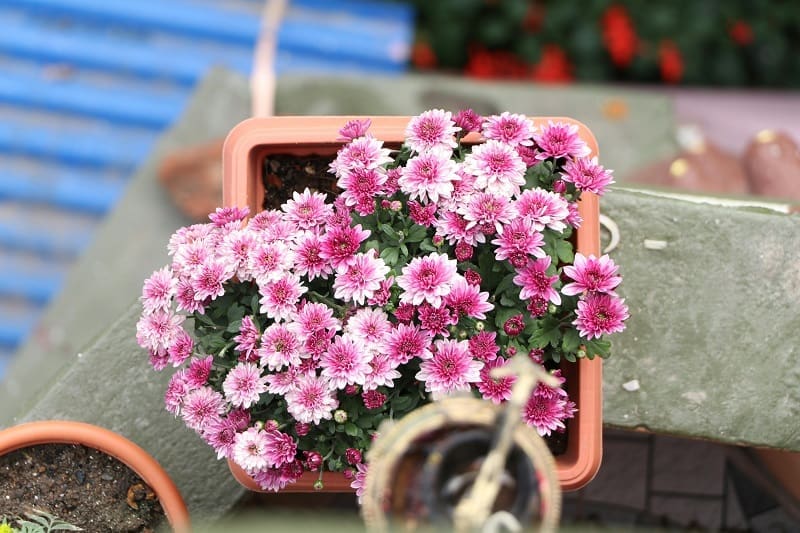 Rectangular pot filled with blooming pink chrysanthemums on a wooden bench, with blurred garden background.