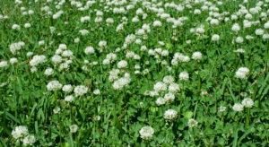A vibrant green field densely covered with white clover flowers under bright sunlight.