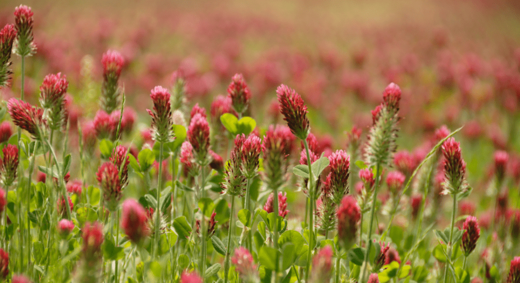A field of red clover flowers in full bloom, with a blurry green background.