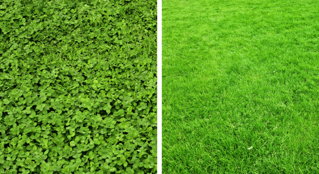 Split image contrasting a dense clover patch on the left with a smooth grass lawn on the right.