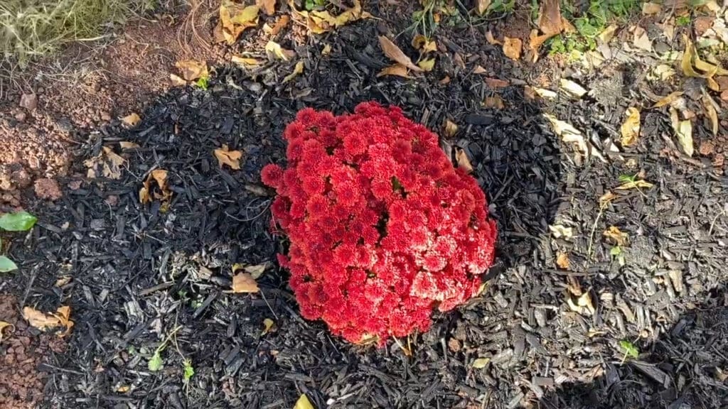 Vibrant red celosia flowers blooming in a garden, surrounded by dark mulch and scattered leaves. Winter Protection for Your Chrysanthemums