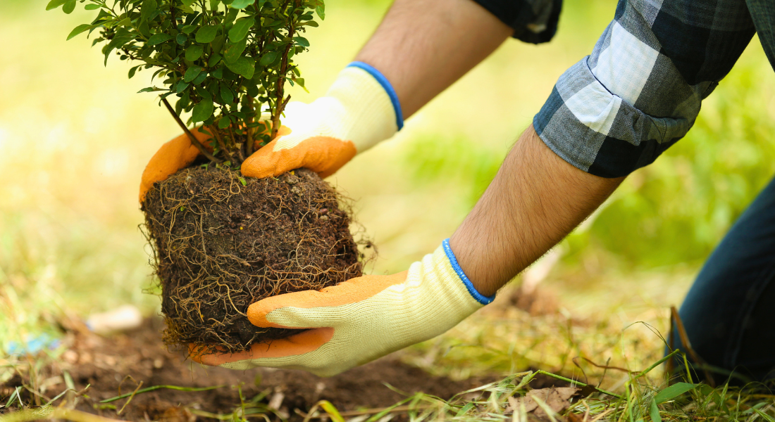 A person wearing gloves plants a small tree in the soil.