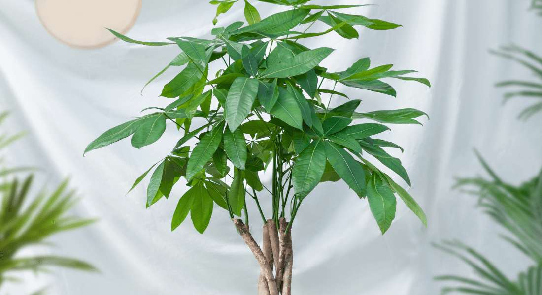 A green potted money tree plant with braided trunks is set against a white background.