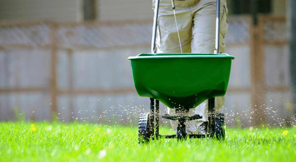 A person is pushing a green lawn spreader across a grass lawn, distributing fertilizer or seeds.