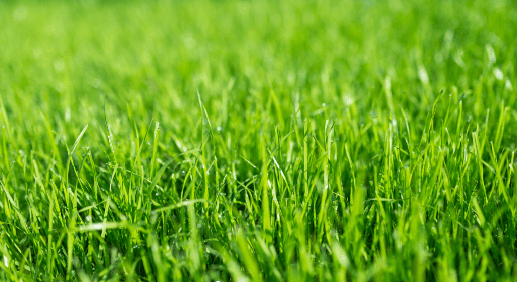 Close-up of fresh green grass blades in a well-maintained lawn, capturing the lush, healthy appearance of the turf.