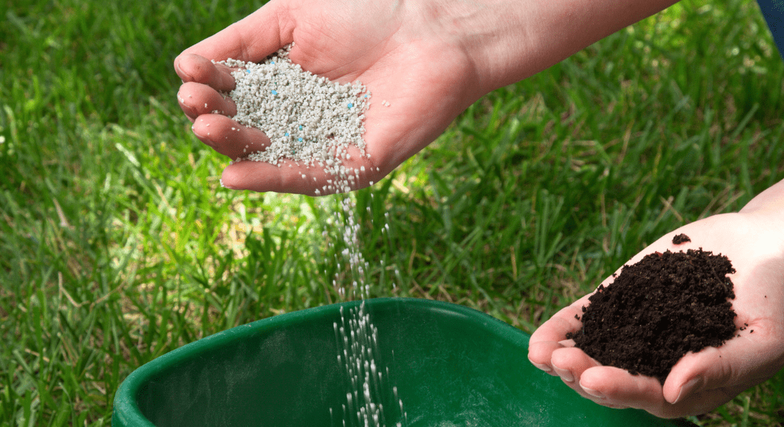 A person holding white fertilizer in one hand and dark soil in the other, with green grass in the background and a green container below.