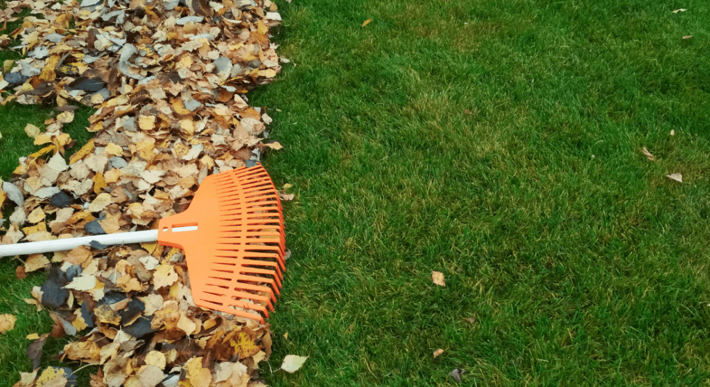 An orange rake rests on a lawn, gathering a pile of fallen leaves on the grass beside a neat, green area. 7 Winter Lawn Care Tips to Prepare Your Lawn From The Cold.