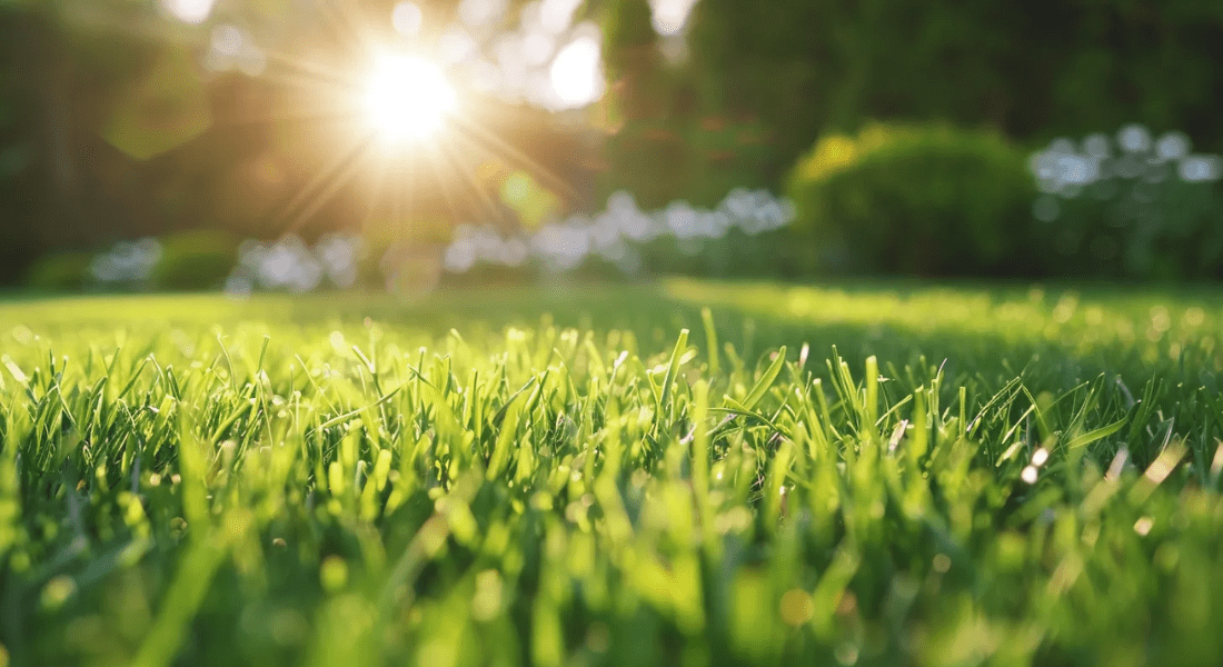 Close-up of vibrant green grass with morning dew, illuminated by the rising sun in the background.