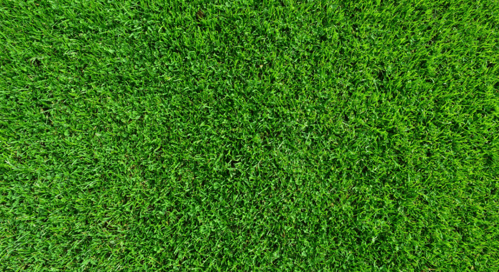 A close-up view of a lush, green patch of grass. How to Grow a Strong, Healthy Lawn in Clarksville, TN