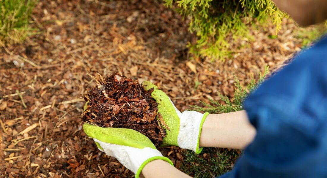 Person wearing gloves holding a pile of mulch in a garden. How Much Does Mulch Installation Cost in Clarksville, TN