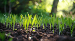 Close-up of young green seedlings emerging from dark soil, with a blurred background of greenery and sunlight filtering through trees. how to grow grass after tree removal.