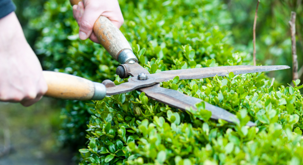 how much is hedge trimming in clarksville, tn