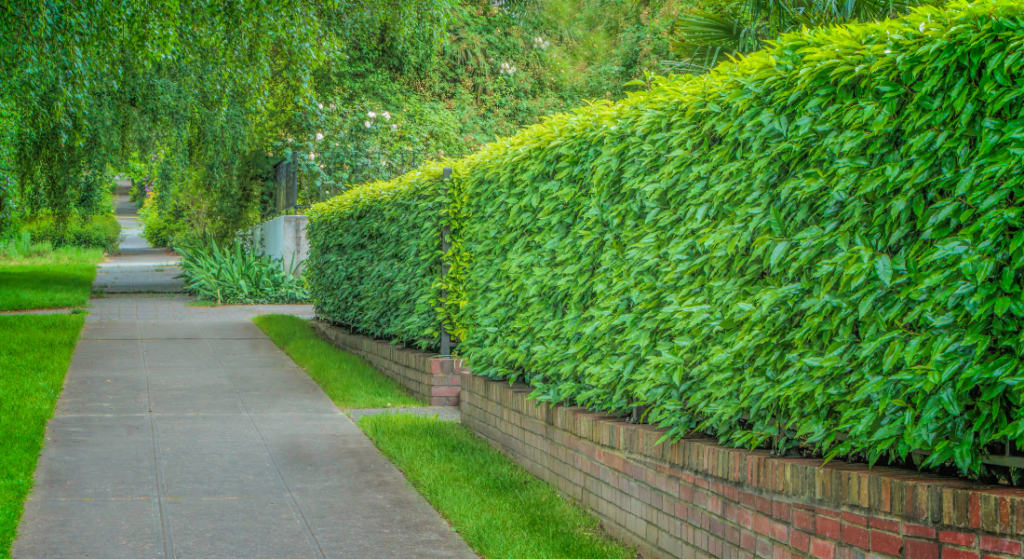 how much is hedge trimming in clarksville, tn